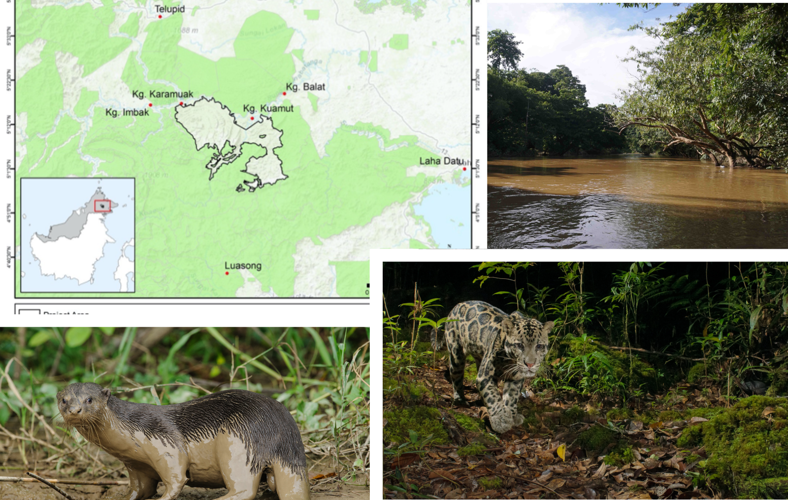 Kuamut Rainforest Conservation Project